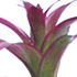 Randstad Bromelia's - Allerta