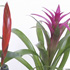 Randstad Bromelia's - Carly 