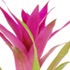 Randstad Bromelia's - Cavado