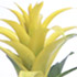 Randstad Bromelia's - Hilda