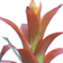 Randstad Bromelia's - Jazz