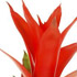 Randstad Bromelia's - Ostara