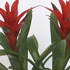 Randstad Bromelia's - Ribbelschuit