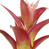 Randstad Bromelia's - Rock