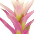 Randstad Bromelia's - Salsa