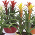 Randstad Bromelia's - Schuit 16 Guzmania