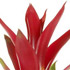 Randstad Bromelia's - Switch!