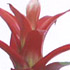 Randstad Bromelia's - Techno