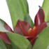 Randstad Bromelia's - Tempo