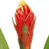 Randstad Bromelia's - Torch